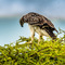 Ngorongoro Crater, Tze-tze flies were harassing this Booted Eagle